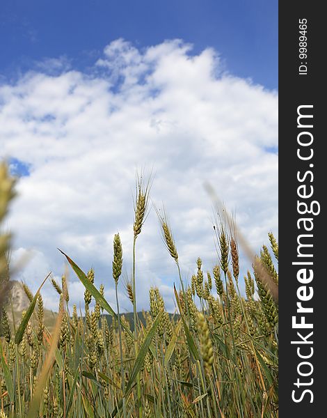 Beautiful upward view of a wheat crop. Beautiful upward view of a wheat crop.