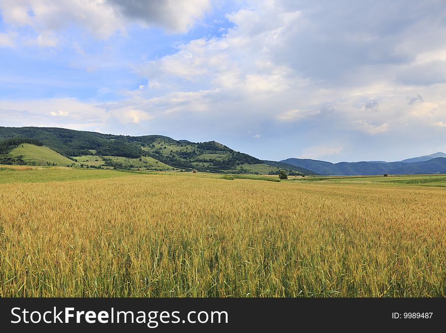 Image of a wheat field in summer.