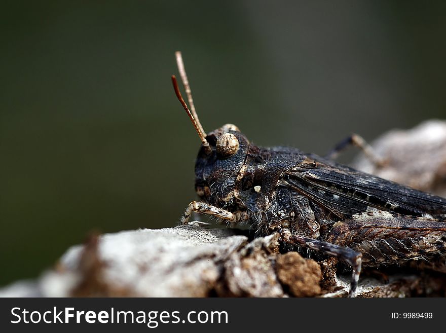 Closeup view of grasshopper insect on a rock. Closeup view of grasshopper insect on a rock.