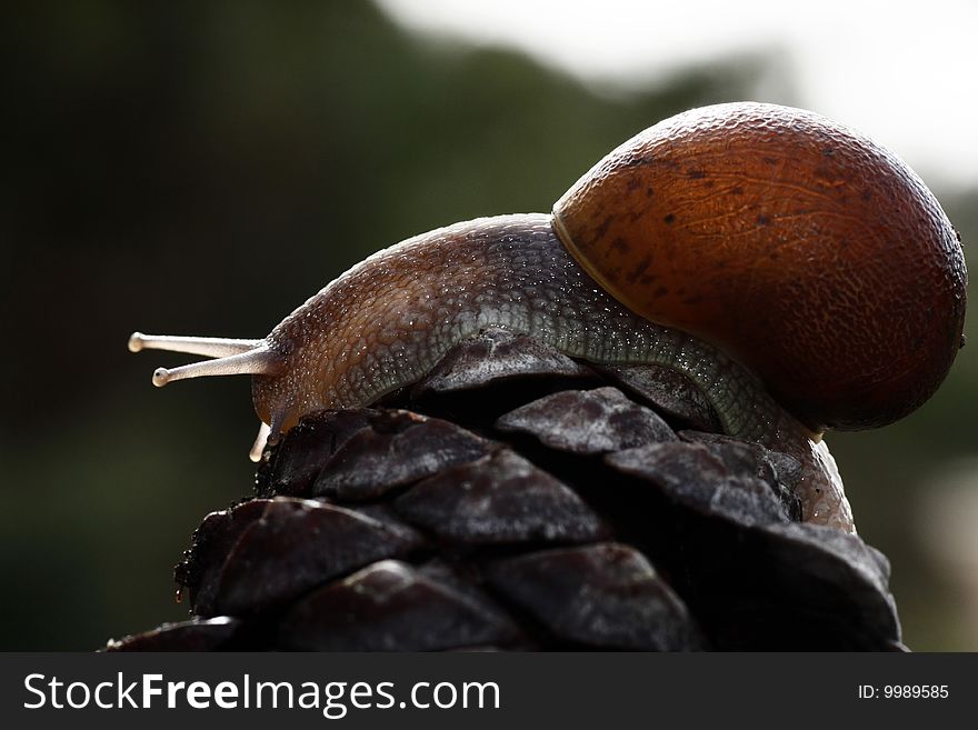 Closeup view of a snail on top of a pine tree fruit. Closeup view of a snail on top of a pine tree fruit.