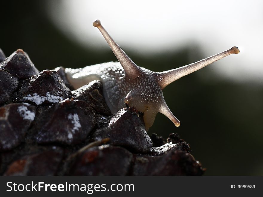 Closeup view of a snail on top of a pine tree fruit. Closeup view of a snail on top of a pine tree fruit.