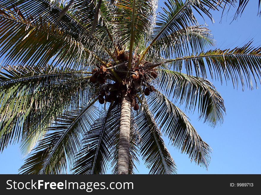 Big palm tree in cozumel, mexico