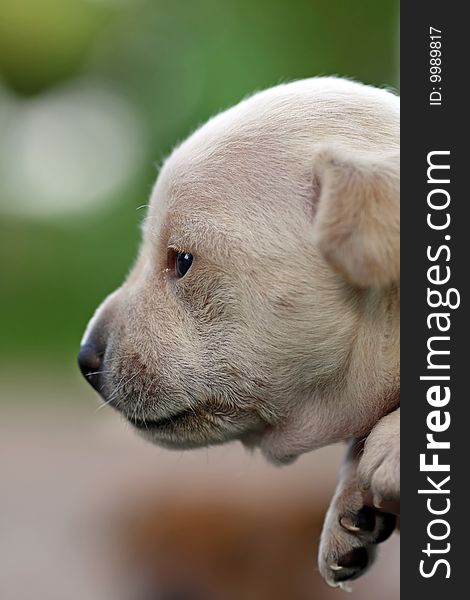 Closeup view of a very young puppy. Closeup view of a very young puppy.