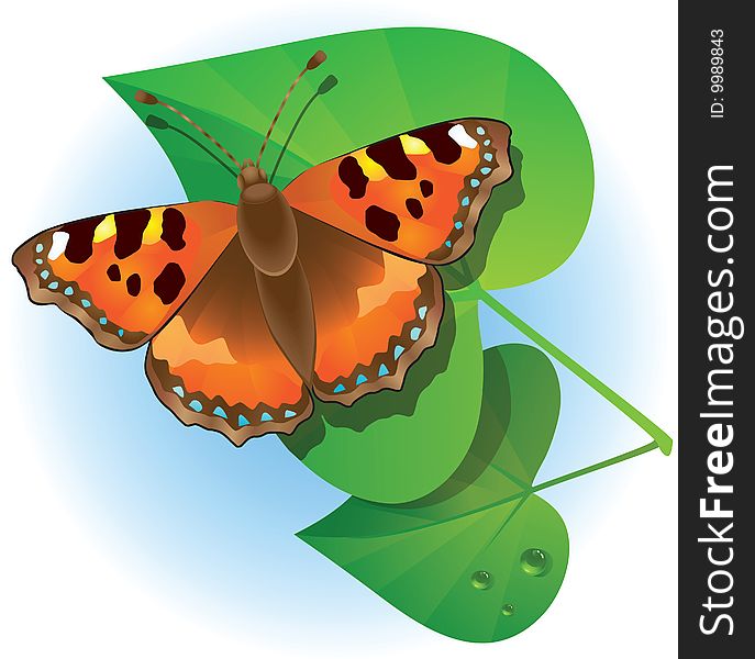 Colourful illustration with the butterfly and green leaves with dew drops. Colourful illustration with the butterfly and green leaves with dew drops.
