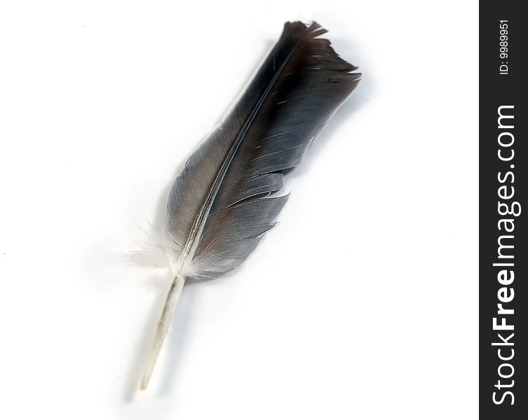 Black & White feather isolated on white background