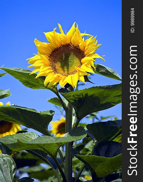 Beautiful, yellow sunflower the afield.