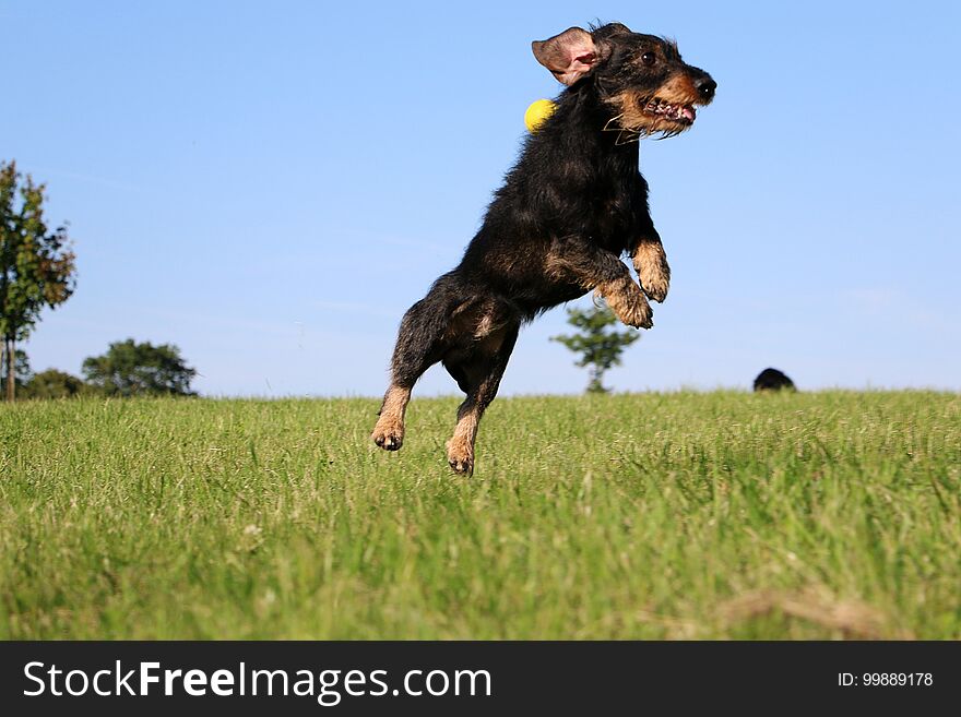 Wire haired dachshound have fun in the park. Wire haired dachshound have fun in the park