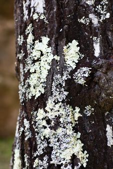 Tree Bark Texture Royalty Free Stock Photos