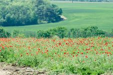 Poppy Stock Images Poppy Stock Images