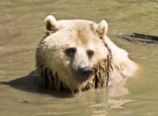 European Brown Bear Royalty Free Stock Photography European Brown Bear Royalty Free Stock Photography