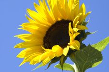 Sunflower Stock Images Sunflower Stock Images