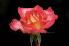 Red Rose Royalty Free Stock Photos Red Rose Royalty Free Stock Photos