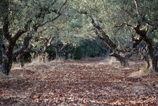 Olive Grove Stock Photography Olive Grove Stock Photography
