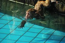 I Can Swim! Royalty Free Stock Images I Can Swim! Royalty Free Stock Images