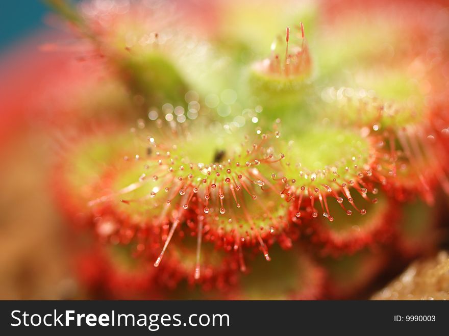 Drosera, commonly known as the sundews, comprise one of the largest genera of carnivorous plants, with over 170 species.