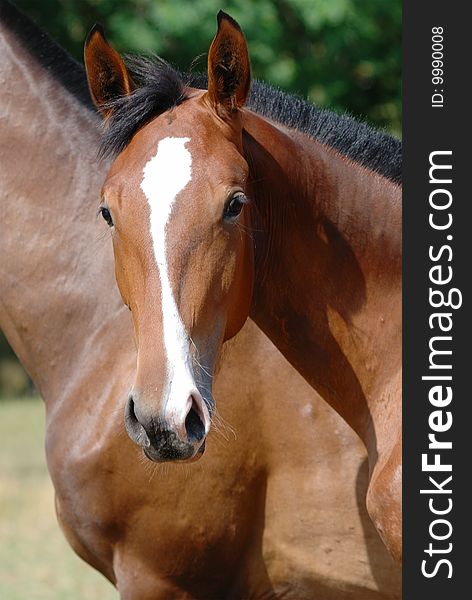 Portrait of young thoroughbred horse. Portrait of young thoroughbred horse