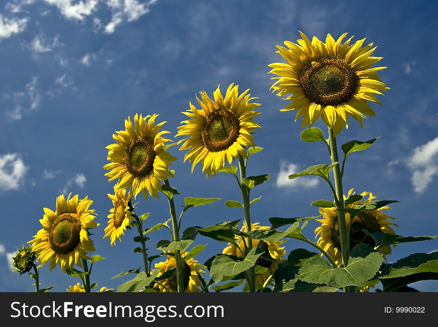 Sunflowers yellow line next to each other. Sunflowers yellow line next to each other.