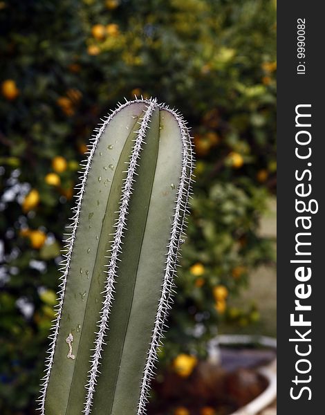 View of some cactus plant with sharp spines on the garden.