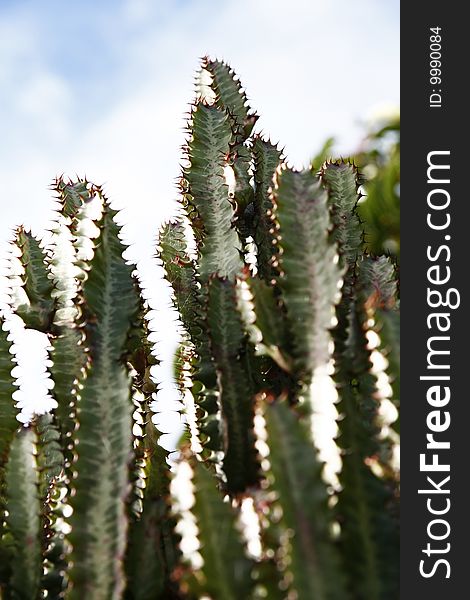 View of some cactus plant with sharp spines on the garden.