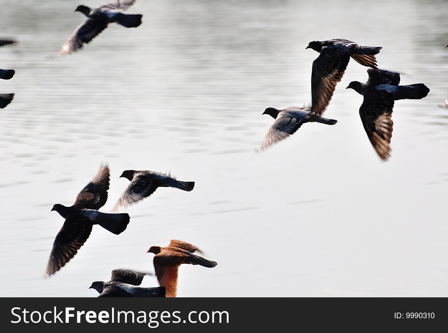 Pigeons flying over the lake. Pigeons flying over the lake