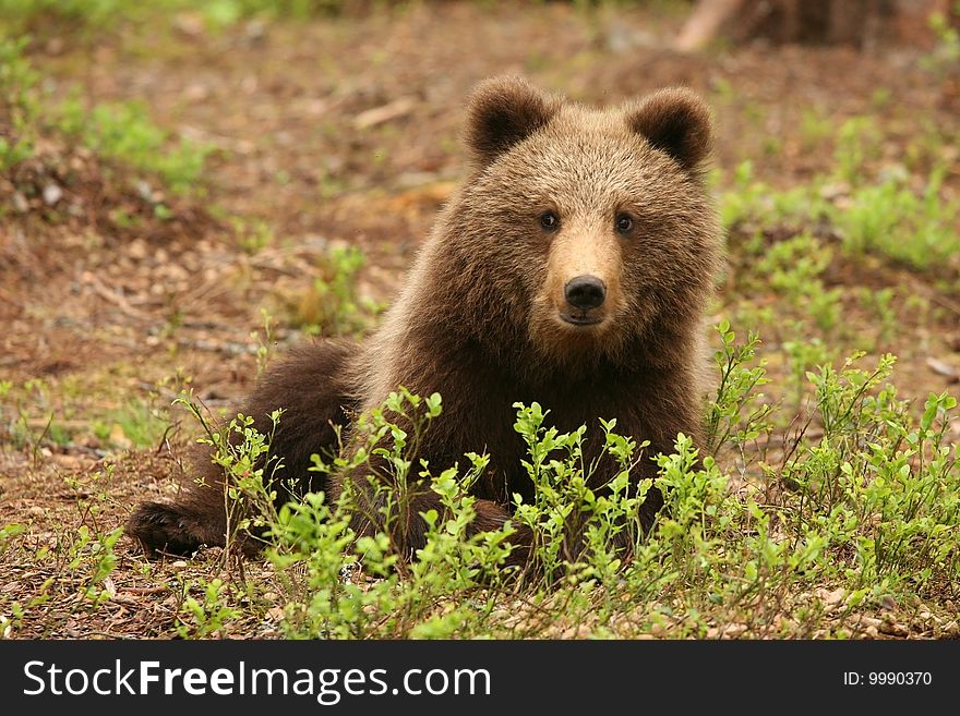 Cute Little Brown Bear Sitting Behind Bush