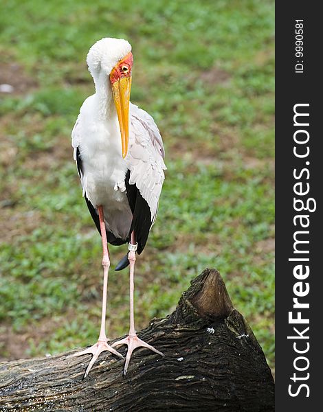 Stork On A Trunk