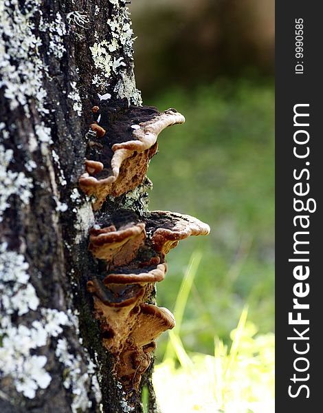 Close view of some tree bark texture with fungus.