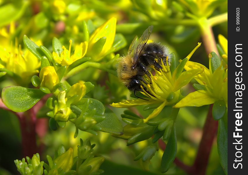 Honeybee flying from flower to flower.