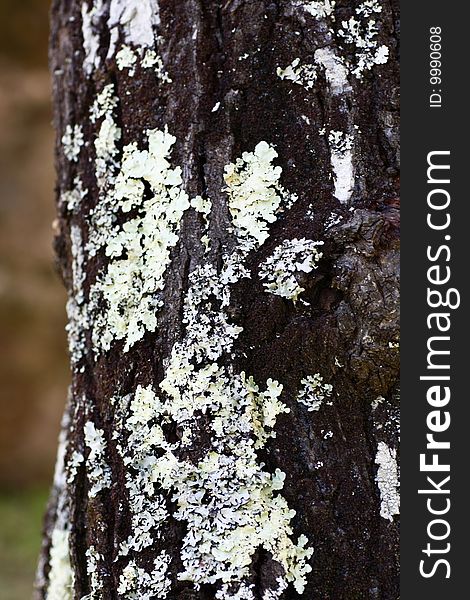 Close view of some tree bark texture with fungus.