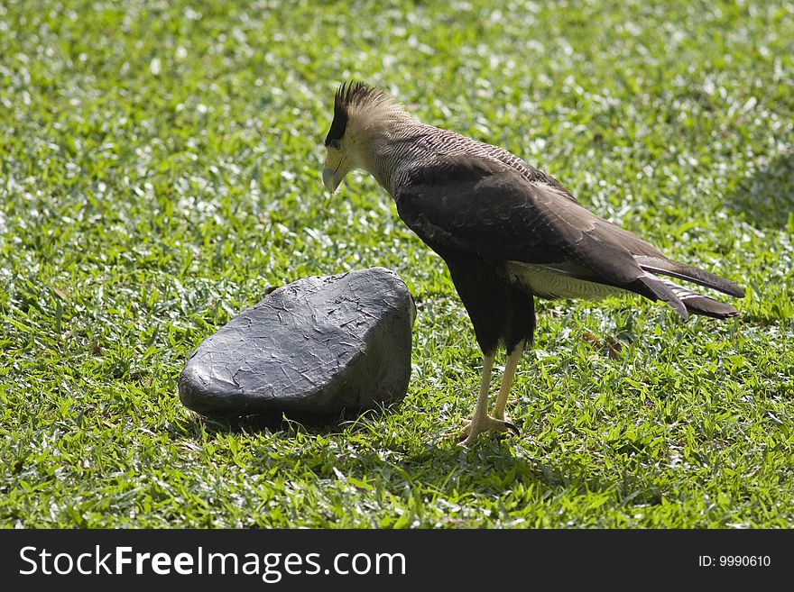 A curious bird looking at a stone. A curious bird looking at a stone