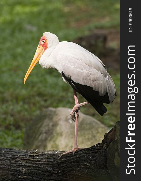 A stork perched on a wooden trunk. A stork perched on a wooden trunk