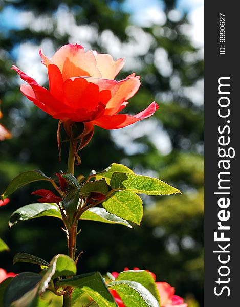 Orange Rose In Sunlight