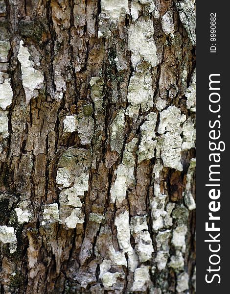 Close view of some tree bark texture with fungus.