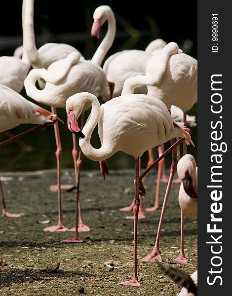 A group of flamingoes basking in the sun