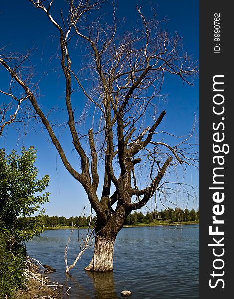 Straggle of dead tree with branches