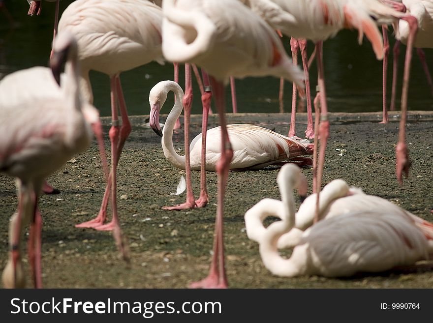 Flamingoes Basking In The Sun