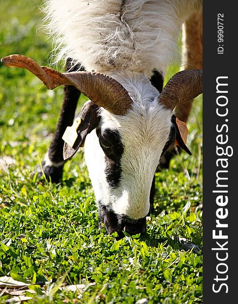 View of a ram eating some grass from a field. View of a ram eating some grass from a field.