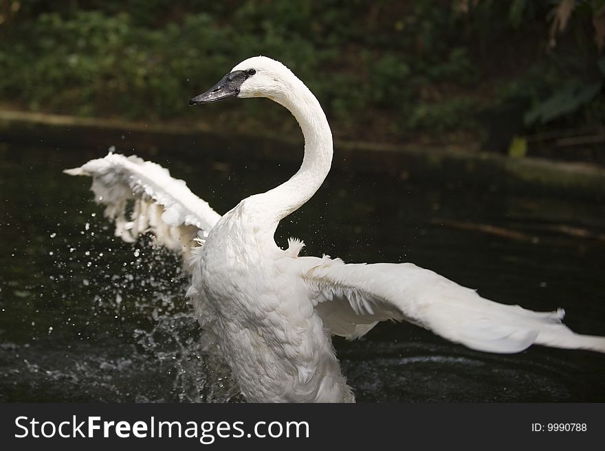 A swan splashing water in a pond