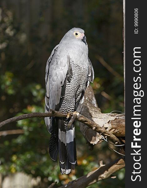 Pale chanting goshawk