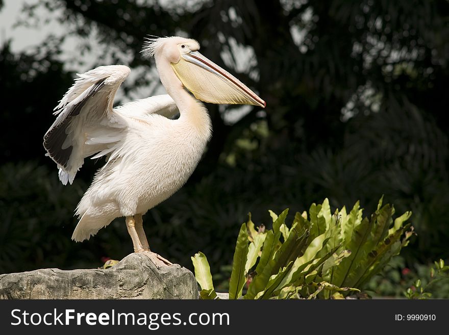 A pelican spreading its wings wide