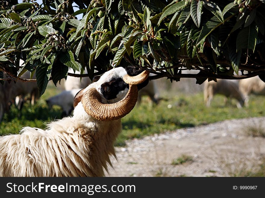 View of a ram eating some leafs of a loquat tree. View of a ram eating some leafs of a loquat tree.