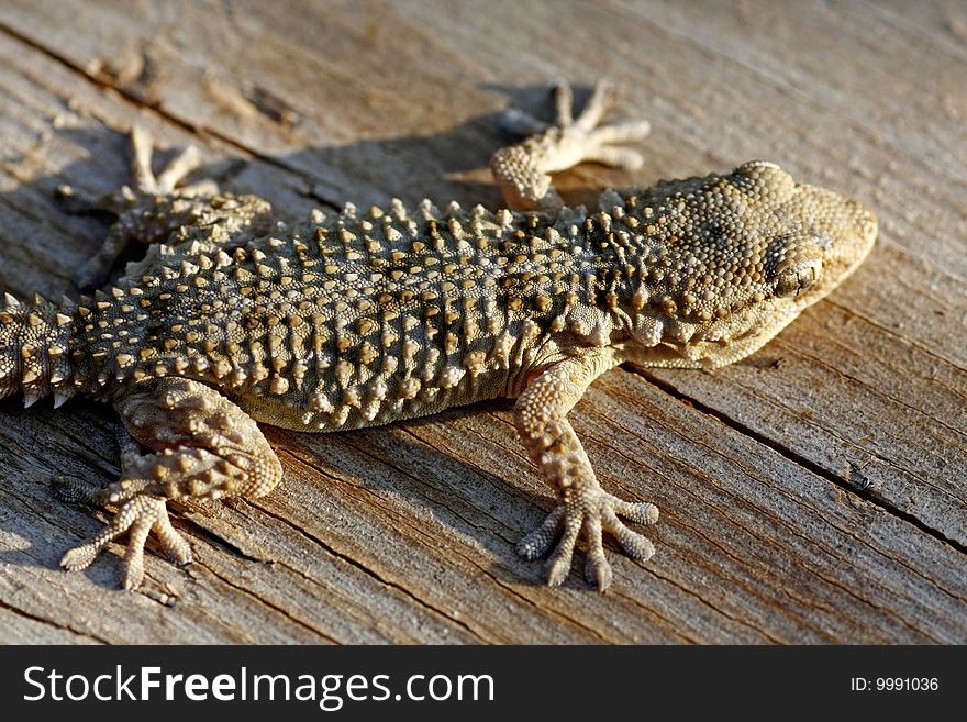 Closeup view the common european gecko on a wooden board.