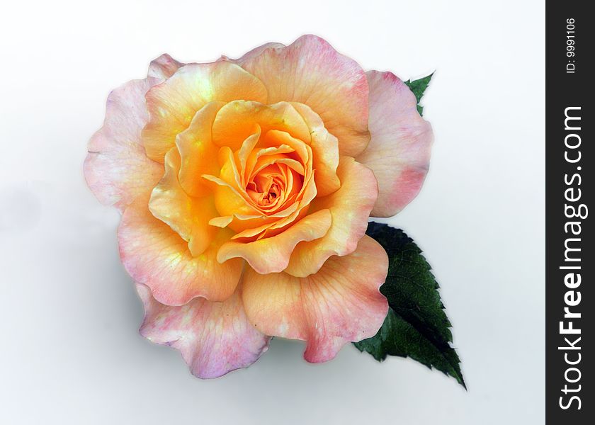 Fresh rose, tenderness, isolated flower