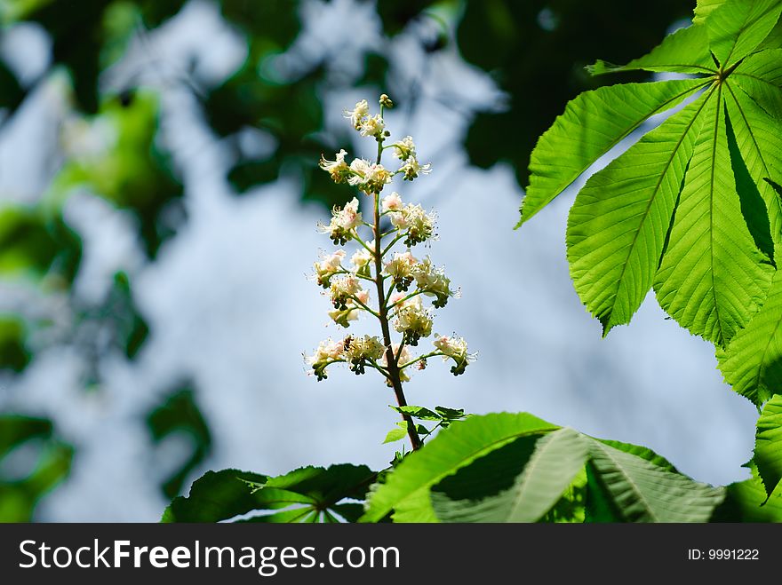 Abstract background from the leaves of trees and floweres. Abstract background from the leaves of trees and floweres