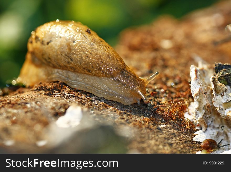 Macro view of a slimmy slug walking on a rotten log. Macro view of a slimmy slug walking on a rotten log.