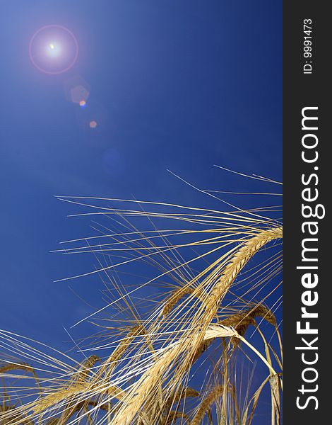 Portrait format image of golden wheat ears in a field, set against a brigh blue summer background with lens flair to to left of image. Portrait format image of golden wheat ears in a field, set against a brigh blue summer background with lens flair to to left of image.