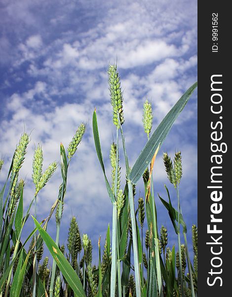 A low angled portrait format image of green wheat ears growing in a field, set against a blue summer sky with clouds. Use of flash to highlight from base of image.