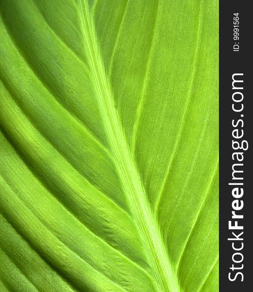 Beautiful Green Leaf Closeup. Excellent for Text or Background. Beautiful Green Leaf Closeup. Excellent for Text or Background.