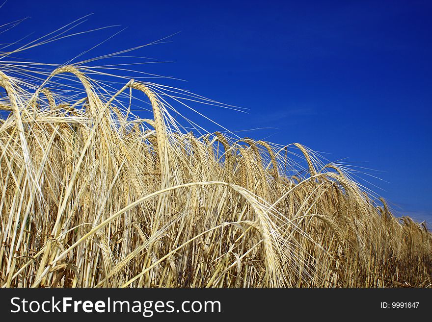 A Landscape format image of the edge of a field of golden wheat. set against a deep summer blue sky backdrop.