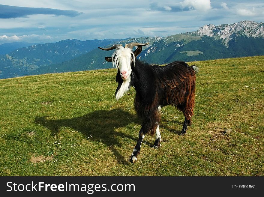 Goat walking on meadow in mountains with nice clouds in background. Goat walking on meadow in mountains with nice clouds in background